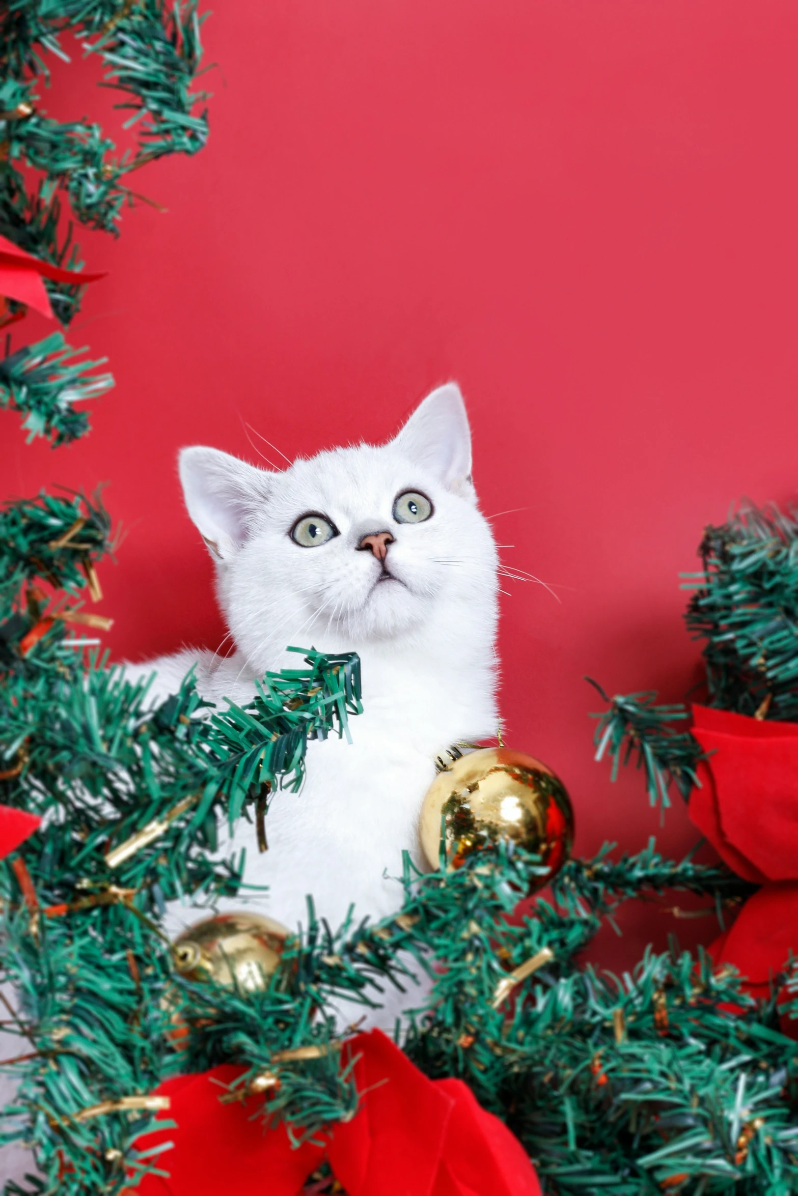 a white cat sitting between decorations and wreaths