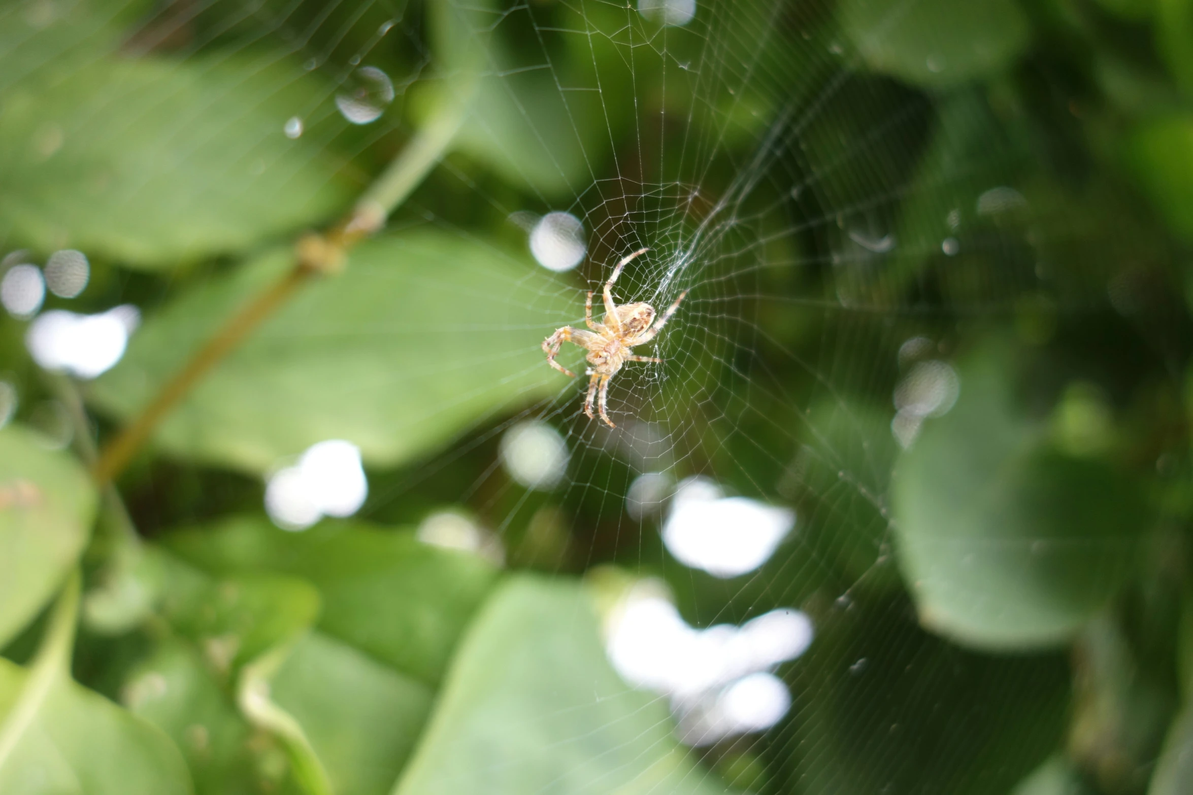 there is a large spider in its web on the leaf