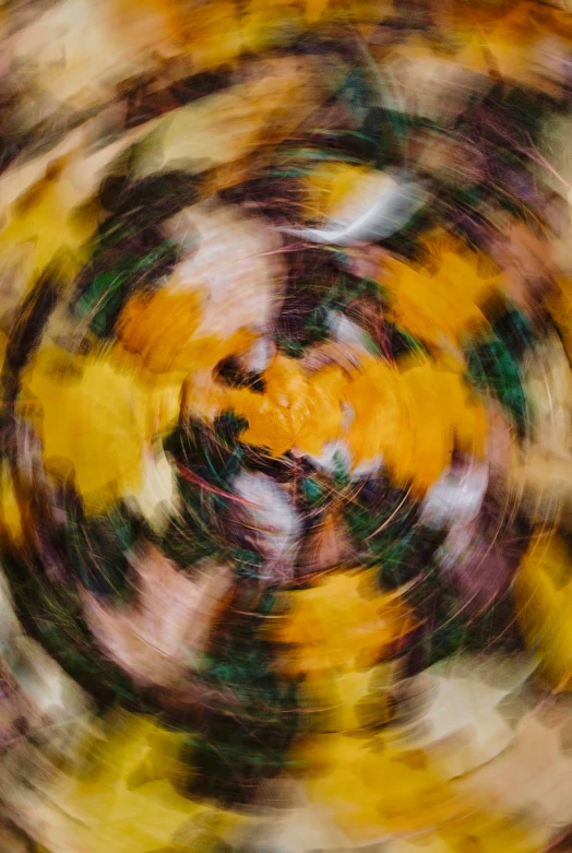 a close up view of a yellow flower on a blurry background