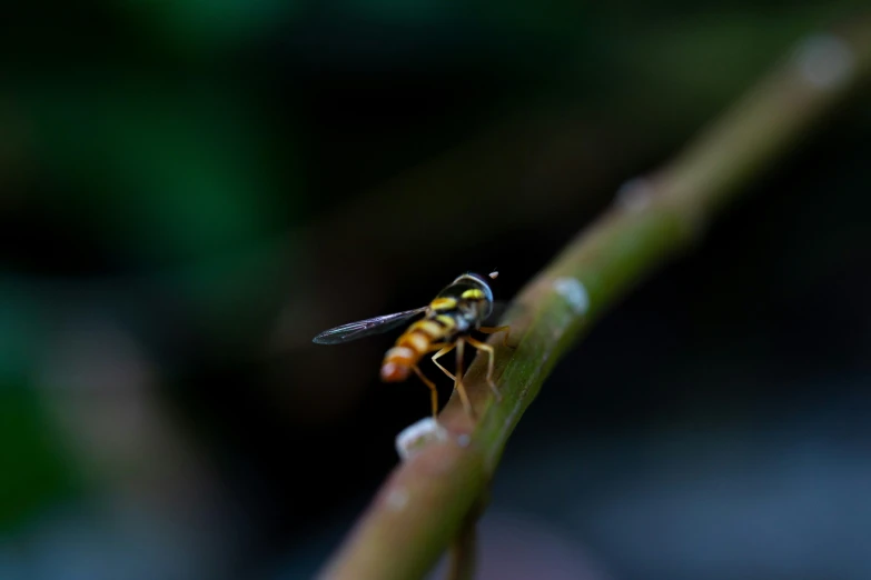 a fly is flying on a plant stem