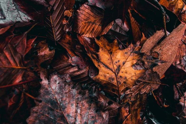 the image of a leaf laying on its side