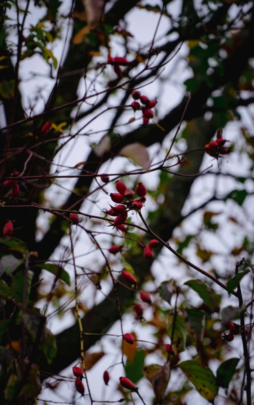 the nches and fruit of a tree are blooming