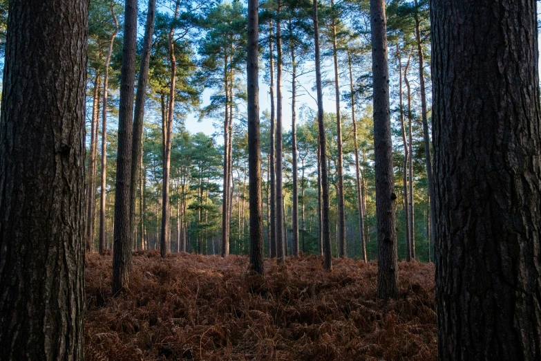 the top of trees and the bottom of shrubs in a clearing