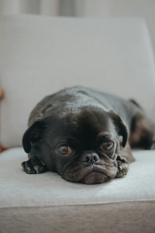 a little pug sitting on the floor with his head near the armrest of a chair