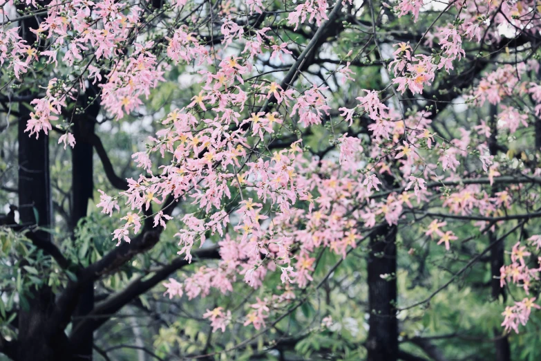 pink leaves in the midst of trees, with green stems