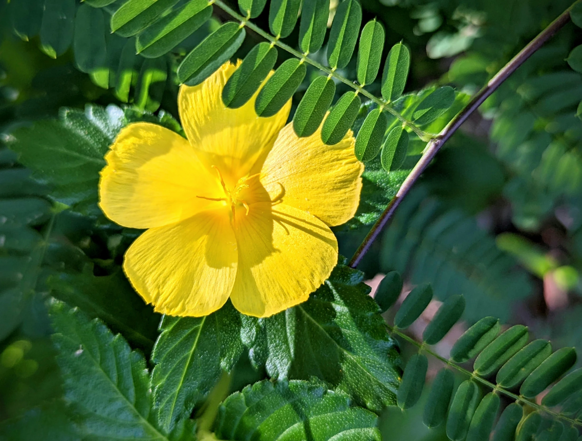 a flower that is on a plant in the bush