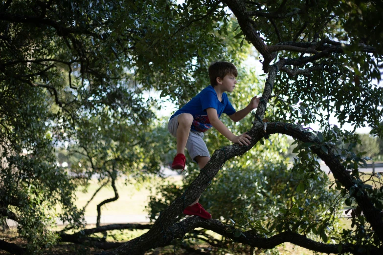 a  climbing a tree nch in a park