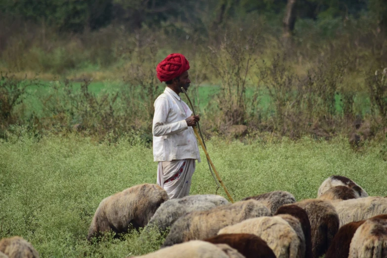 a man holding a rope standing next to a herd of sheep