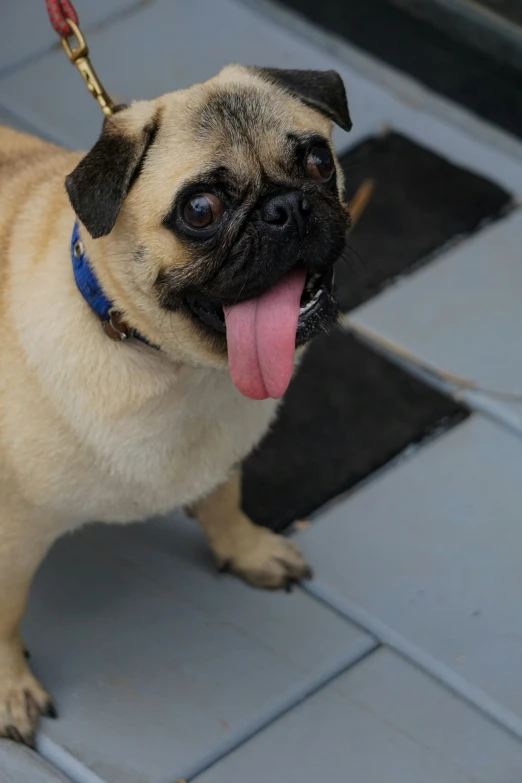 a tan dog on a leash in front of a door