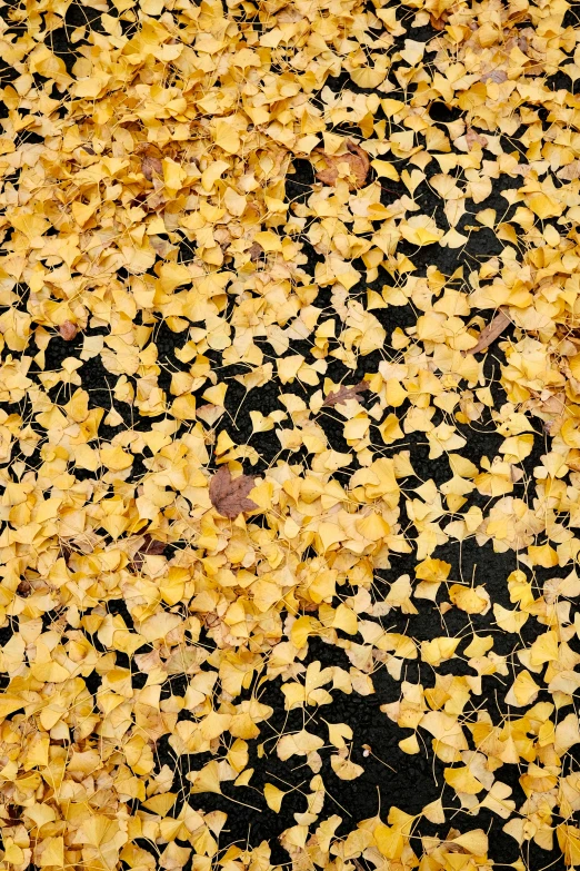 a close up of leaves on a ground