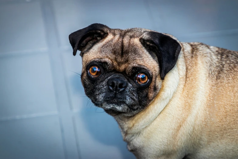 a brown dog has blue eyes and is looking forward