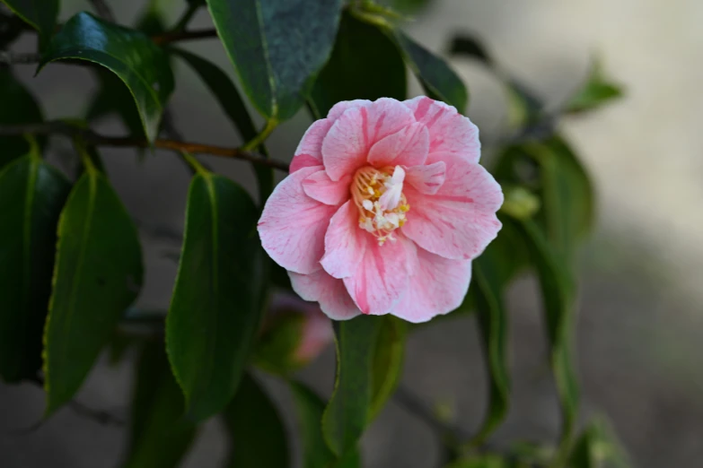 a close up s of a light pink flower