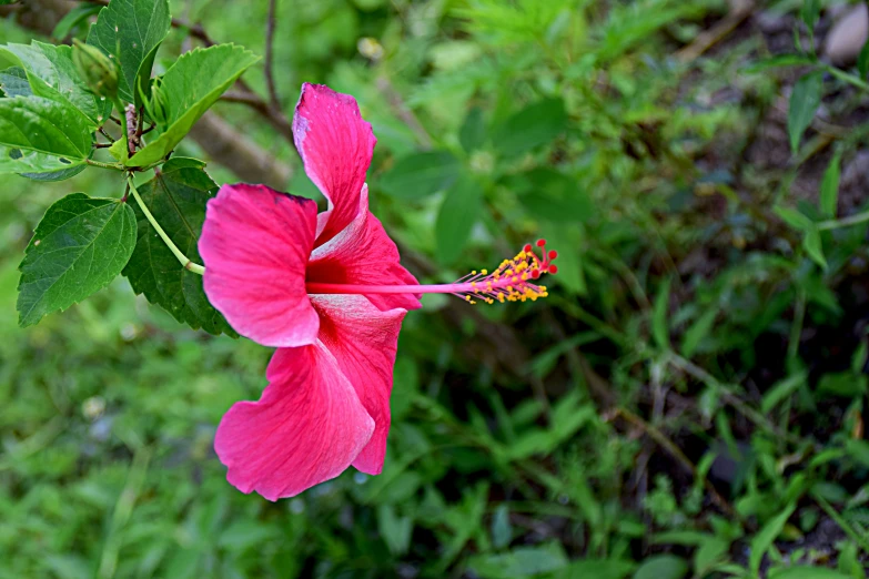 a flower is in full bloom on a tree