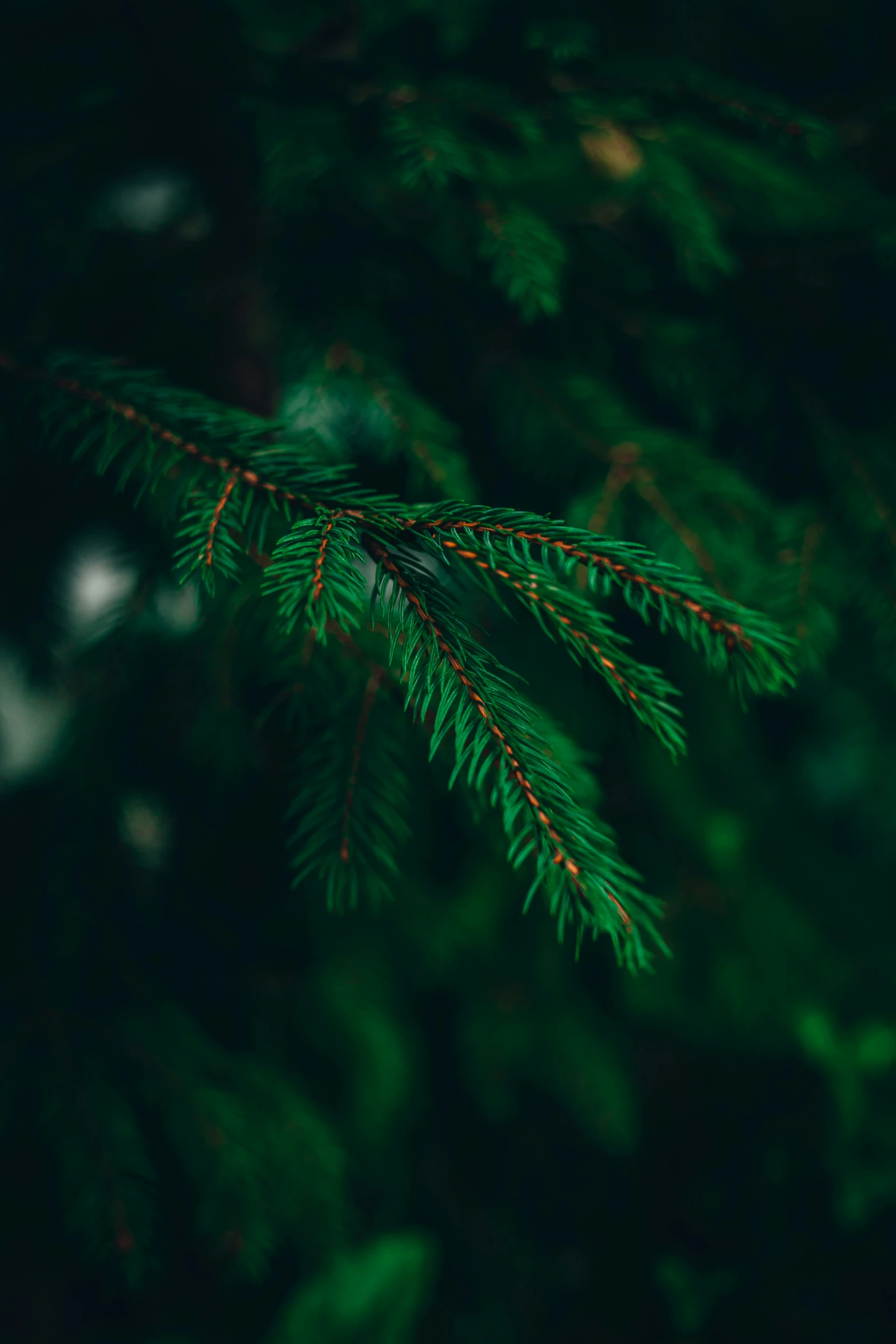 the needles of the fir tree are green