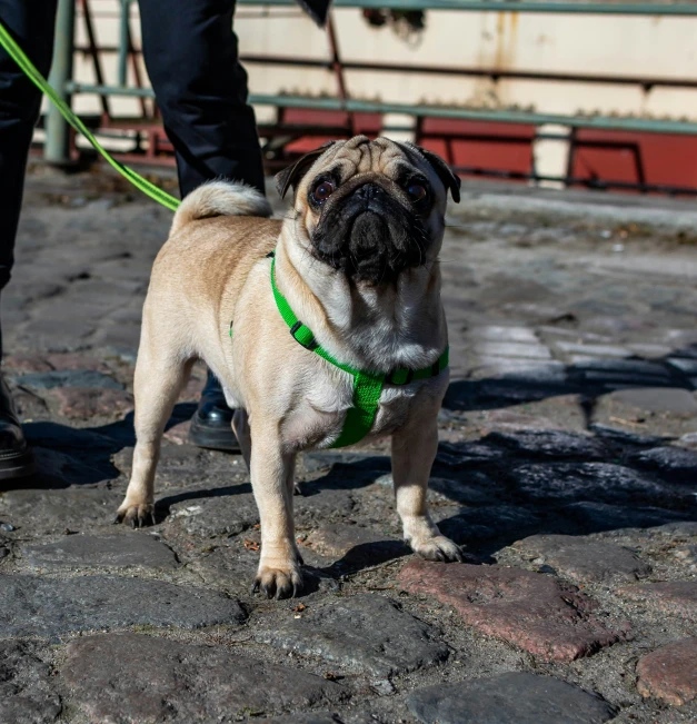 a small pug walks behind a man wearing a green belt