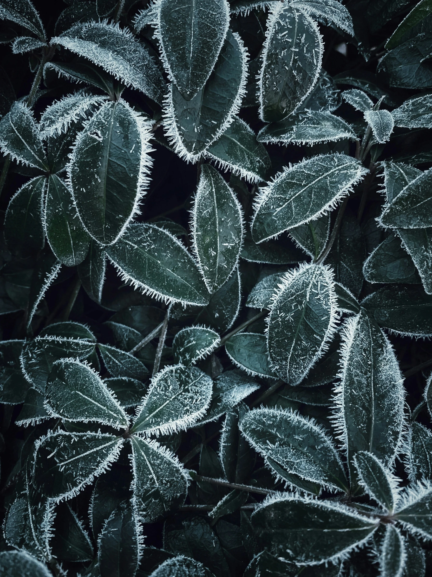 frost covered leafy foliage, some with large flowers