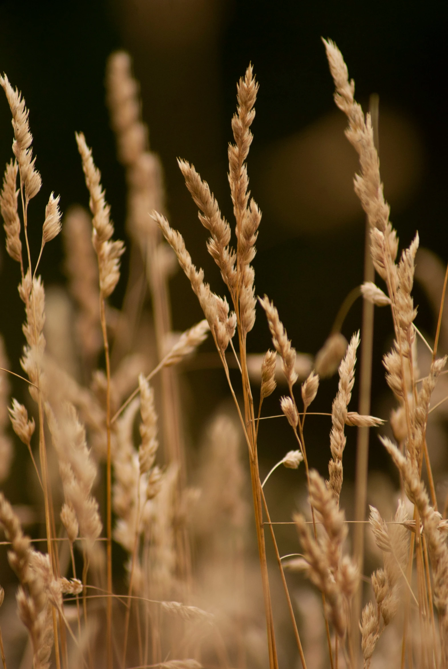 some very pretty plants in a field near the grass