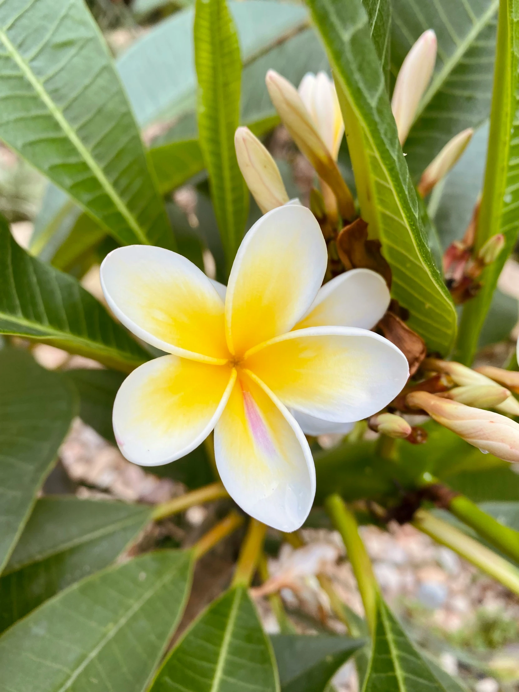 a flower is blooming on a tree with many leaves