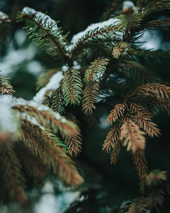 the fronds on this evergreen are very tall