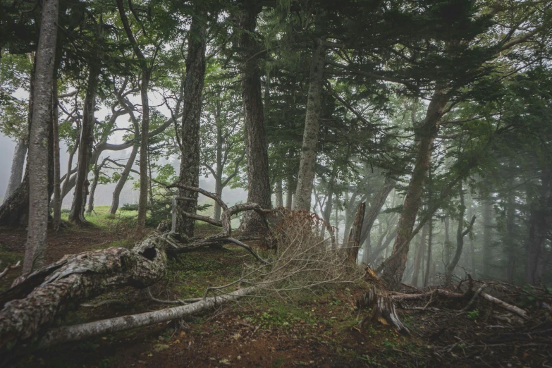 the woods are covered with mist and trees