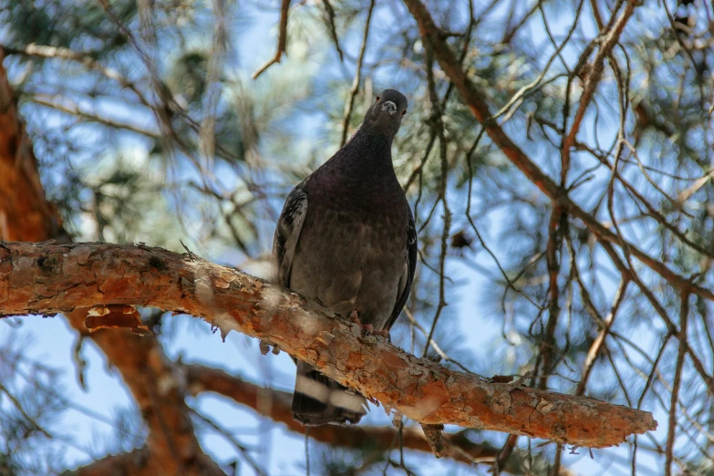 the bird is perched on the nch of a tree