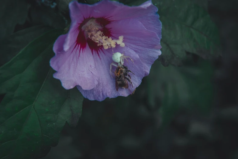 a purple flower with a bug in its middle