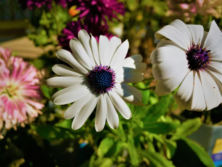 some flowers that are next to each other