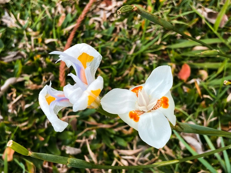 two white flowers that are on the grass