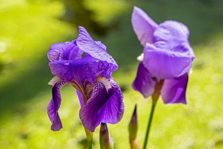 two purple flowers in the foreground of a blurred green and white background