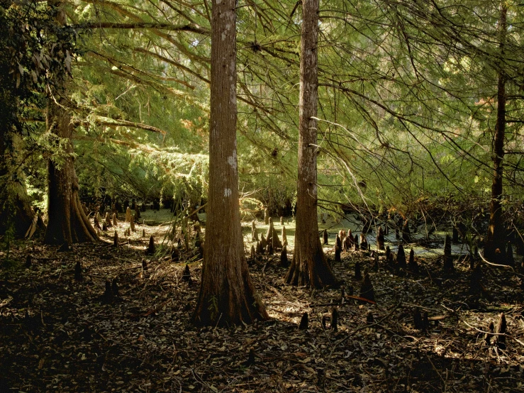 an area with tall trees in the woods