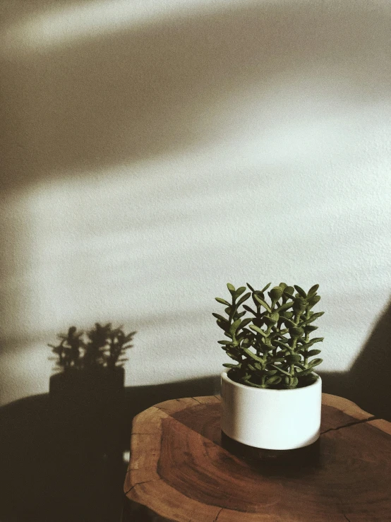 a white potted plant on a wood block