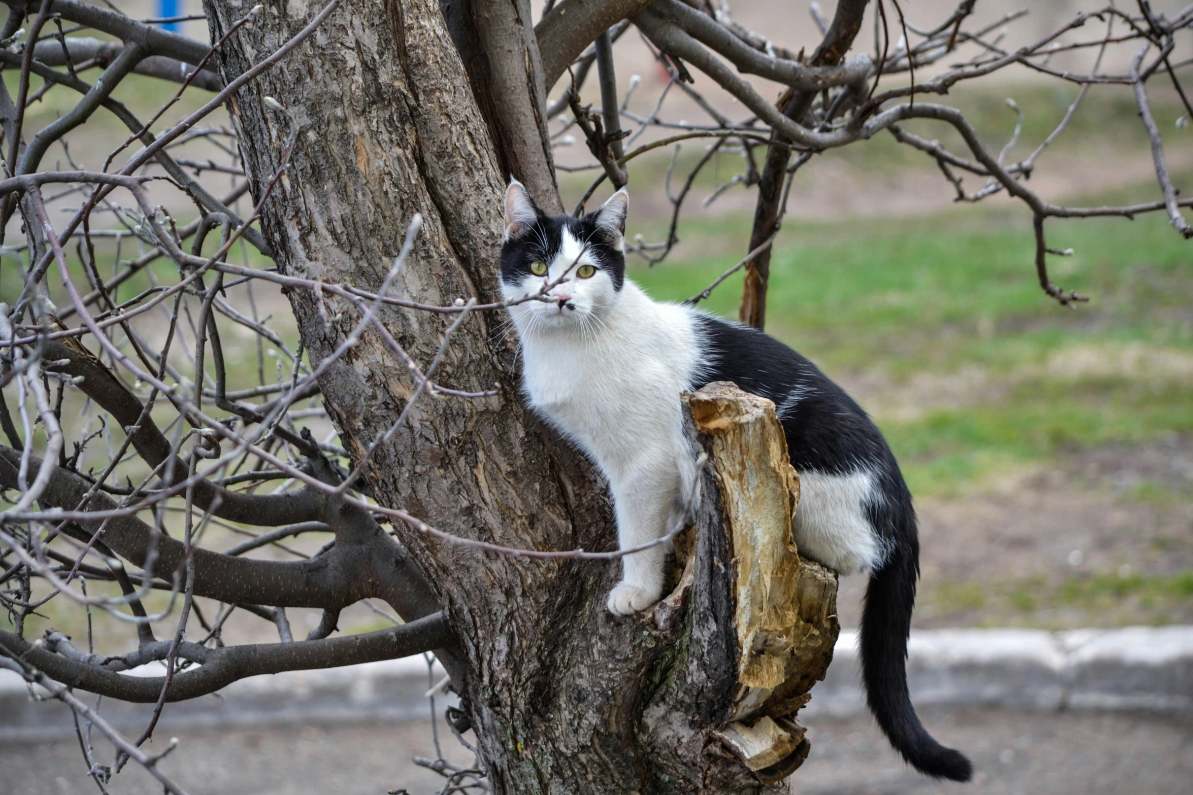 the black and white cat is sitting on top of a tree