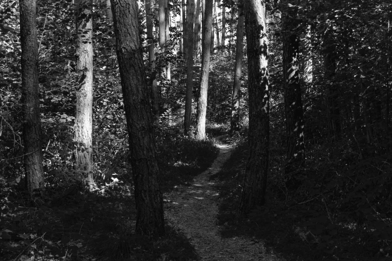 a black and white pograph of a path through the woods