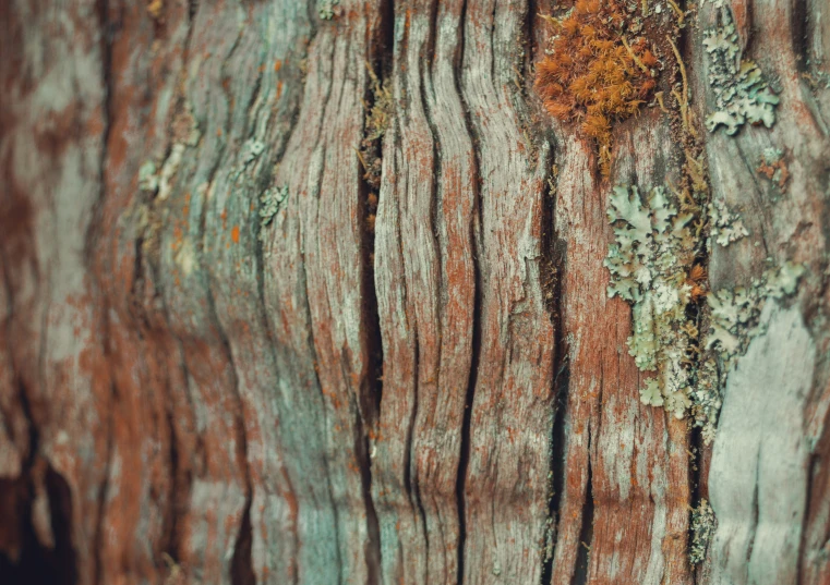 close up po of a tree with brown and green peeling