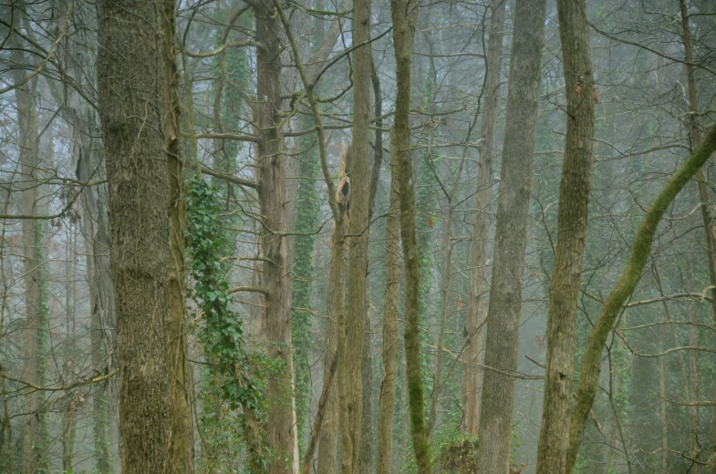 a person is walking in the woods surrounded by trees