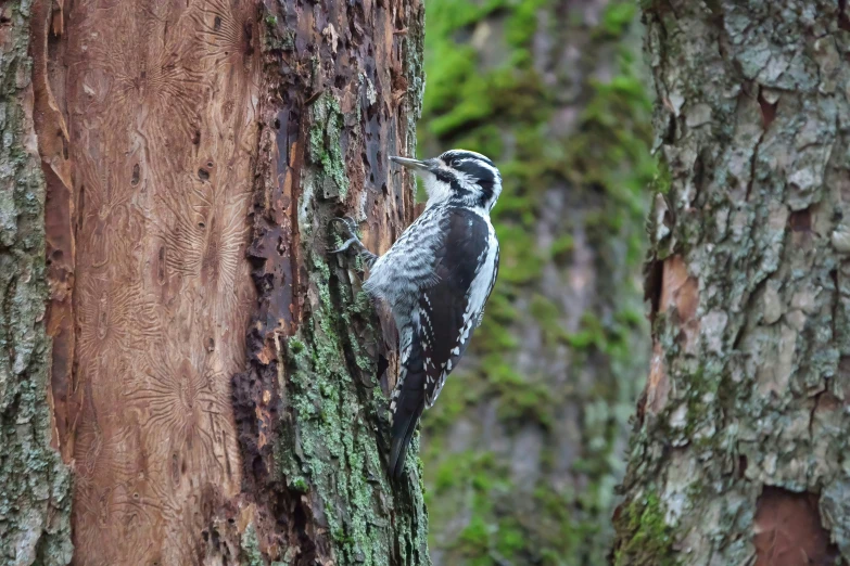 a bird perched on the side of a tree in a forest