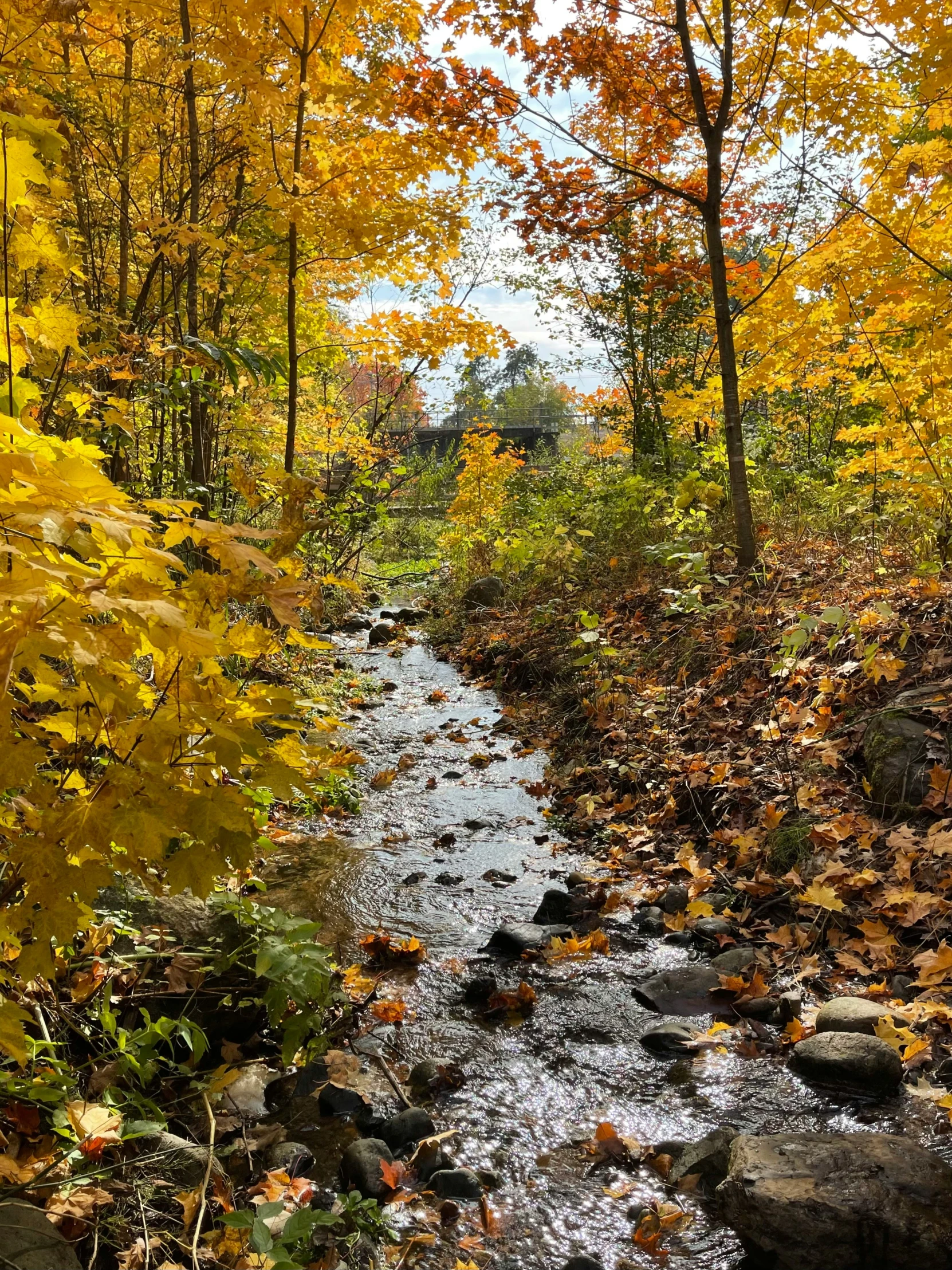 water flowing down a river surrounded by colorful trees