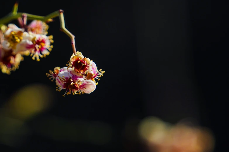 a small cluster of flowered, yellow and pink flowers hanging from a tree nch