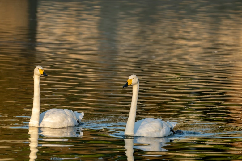 two white swans swim in a lake next to a building