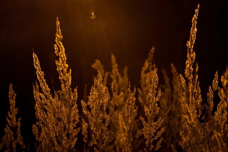 an illuminated street light shining down over tall grass