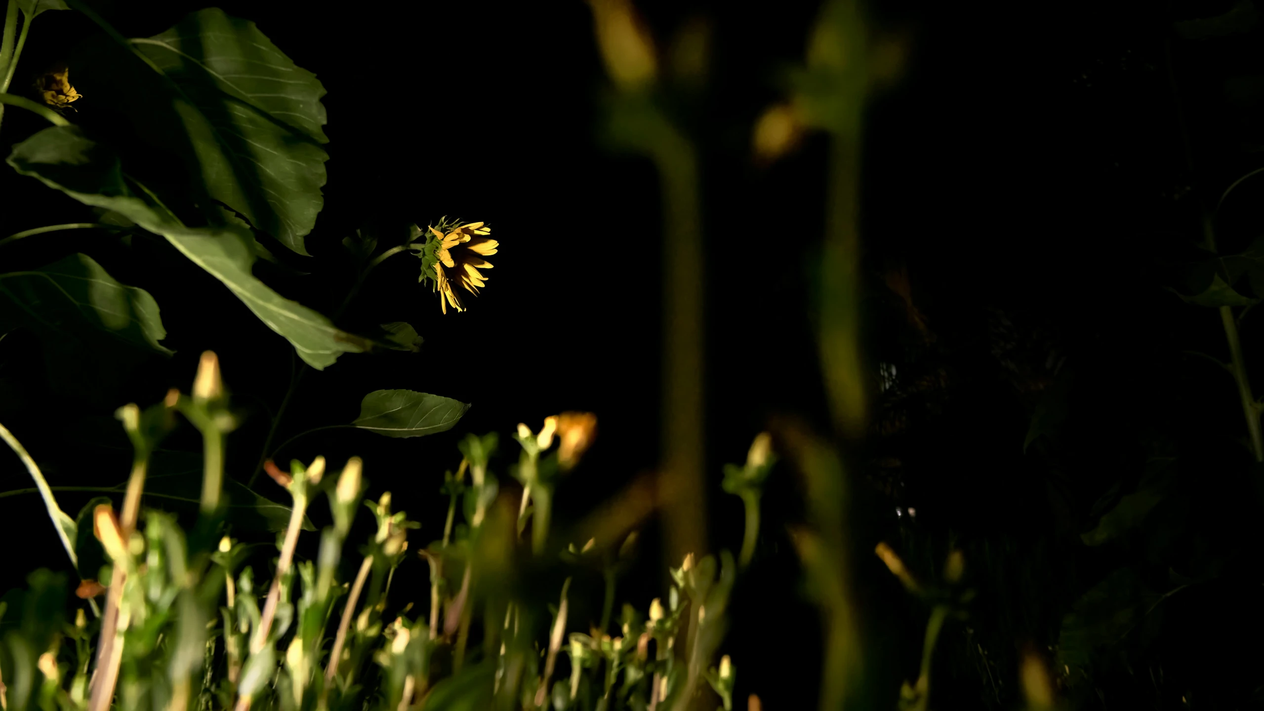 some plants in the dark on the ground