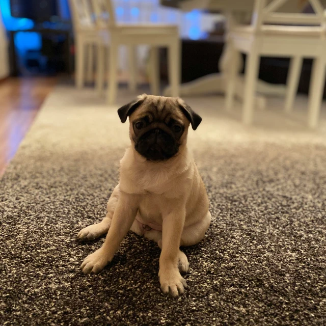 a cute little pug sitting on the floor