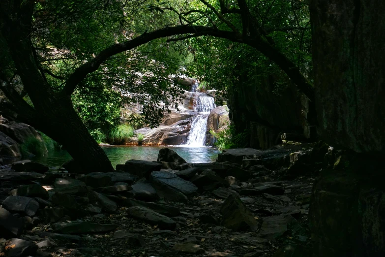 a pool of water surrounded by lots of trees