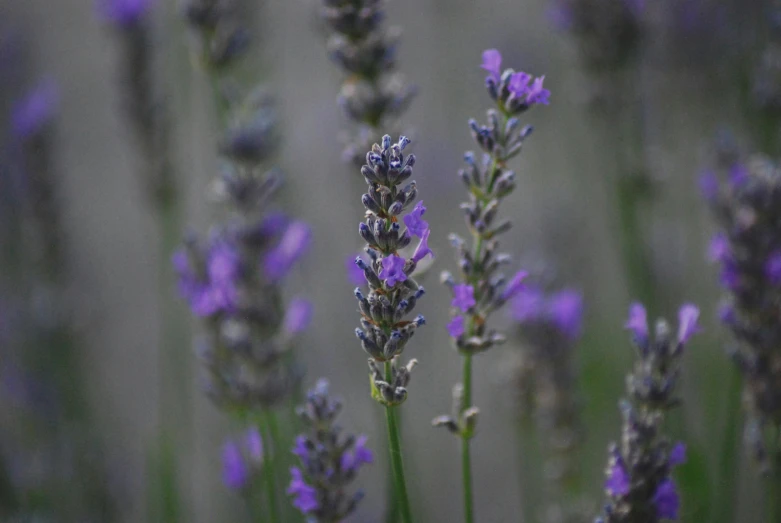 many purple flowers in a field near one another