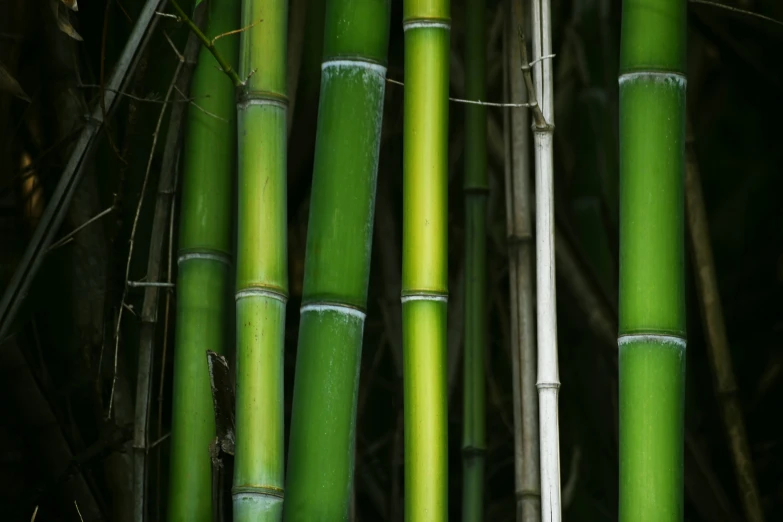 green tall bamboo stalks with a light from below