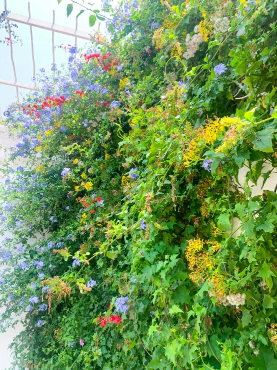 a plant filled with lots of flowers and green grass