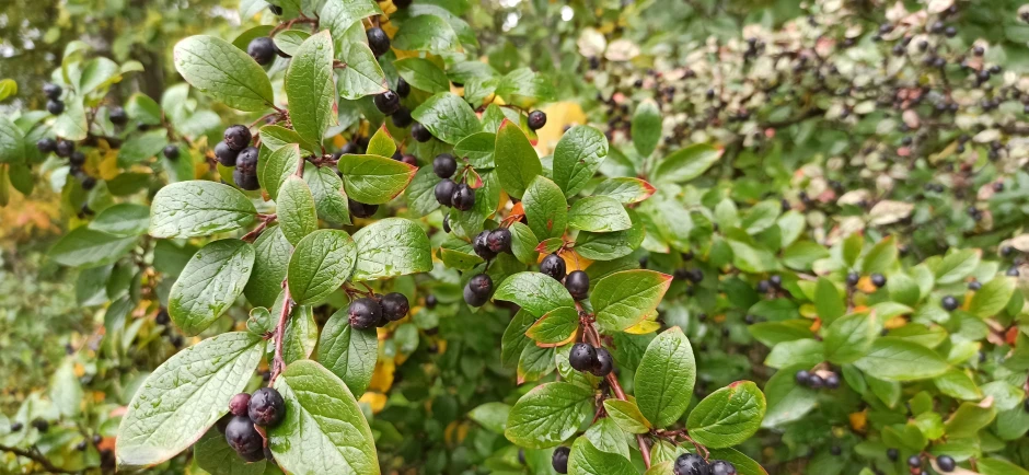 berries hang on a nch in a forest