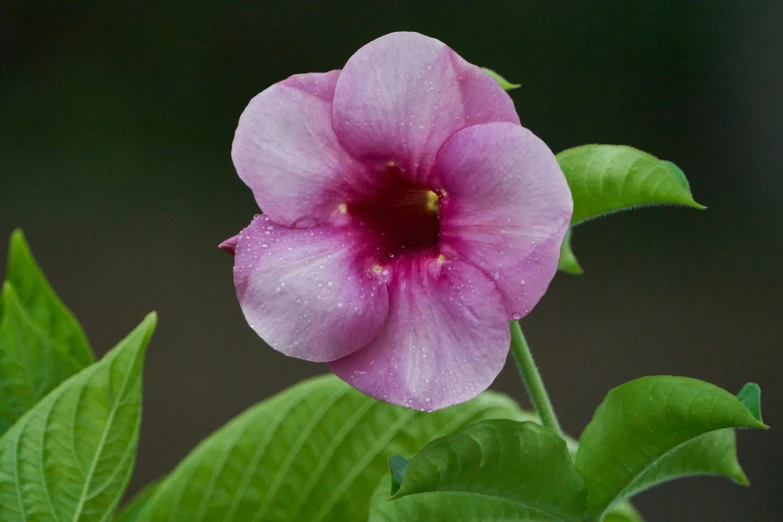 purple flower on a leafy green stem