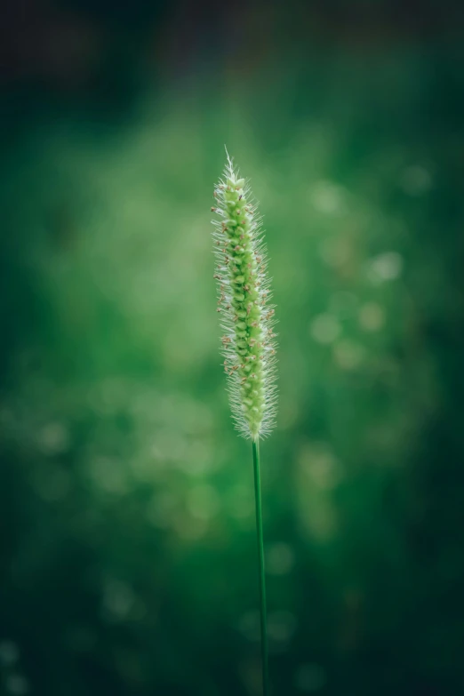 a tall flower with white fuzzy petals near green grass