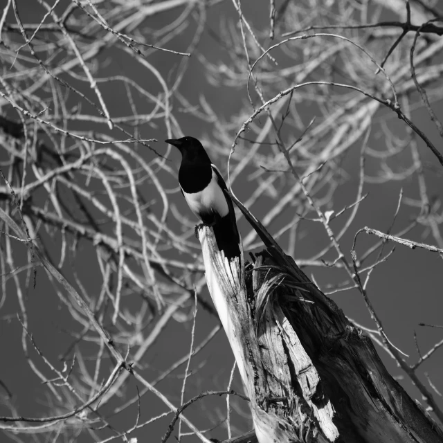 black and white pograph of bird sitting on tree